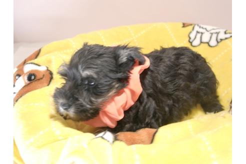 成約済の埼玉県のミニチュアシュナウザー-59847の5枚目