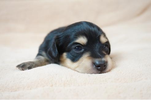 成約済の奈良県のミックス犬-61094の5枚目