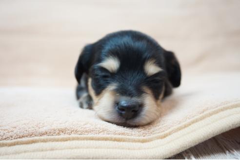 成約済の奈良県のミックス犬-61094の4枚目