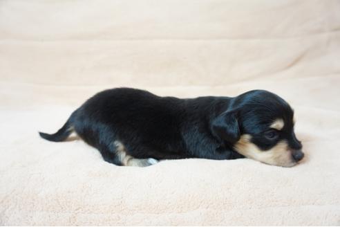 成約済の奈良県のミックス犬-61094の3枚目