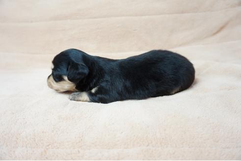 成約済の奈良県のミックス犬-61094の2枚目