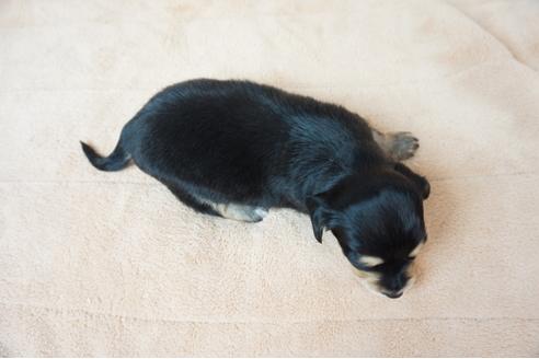 成約済の奈良県のミックス犬-61094の1枚目
