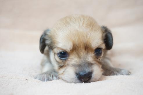 成約済の奈良県のミックス犬-61097の5枚目