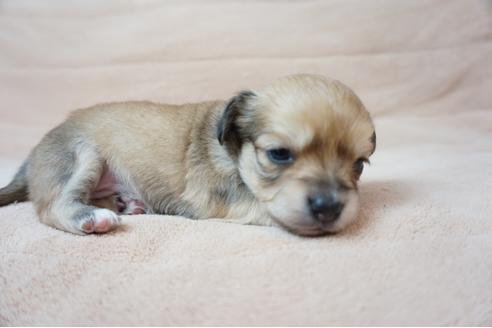 成約済の奈良県のミックス犬-61097の4枚目