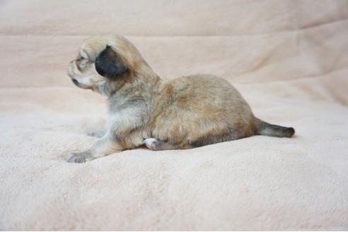 成約済の奈良県のミックス犬-61097の3枚目