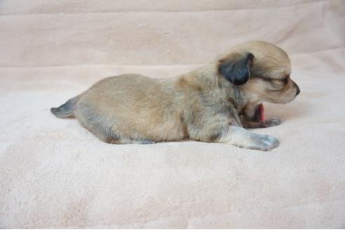 成約済の奈良県のミックス犬-61097の2枚目