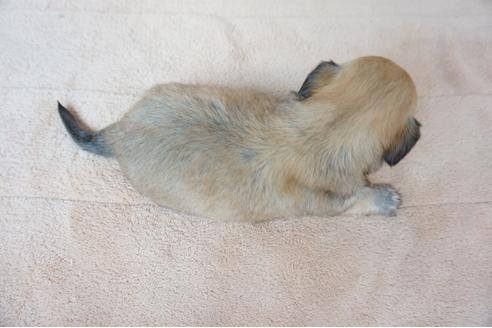 成約済の奈良県のミックス犬-61097の1枚目