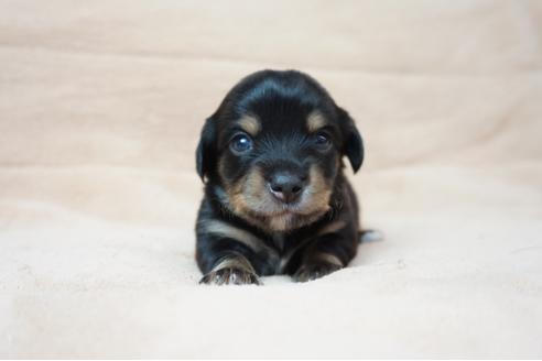 成約済の奈良県のミックス犬-61099の5枚目