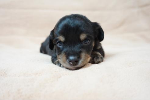 成約済の奈良県のミックス犬-61099の4枚目