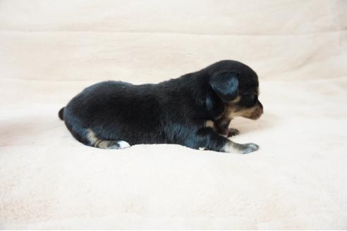 成約済の奈良県のミックス犬-61099の3枚目