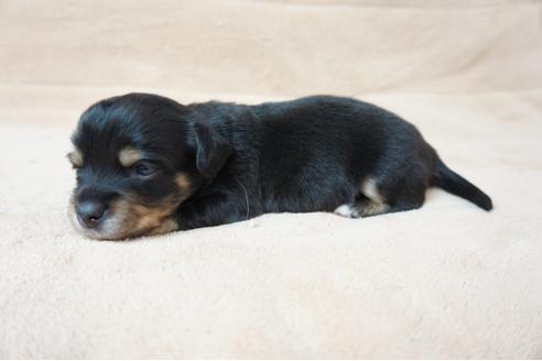 成約済の奈良県のミックス犬-61099の2枚目
