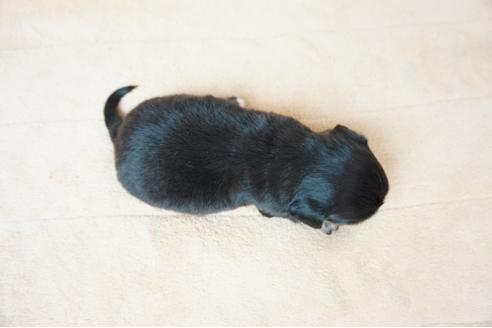 成約済の奈良県のミックス犬-61099の1枚目