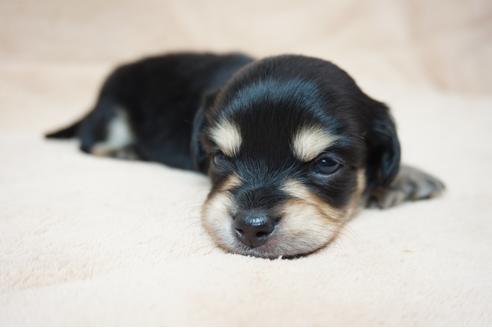 成約済の奈良県のミックス犬-61100の5枚目