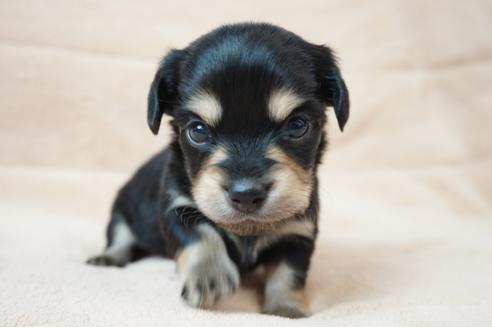 成約済の奈良県のミックス犬-61100の4枚目