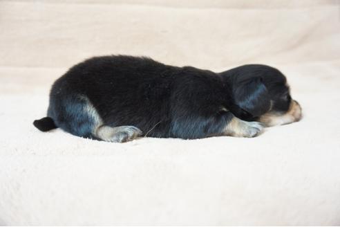 成約済の奈良県のミックス犬-61100の3枚目