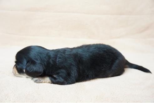 成約済の奈良県のミックス犬-61100の2枚目