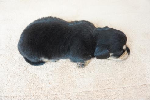 成約済の奈良県のミックス犬-61100の1枚目
