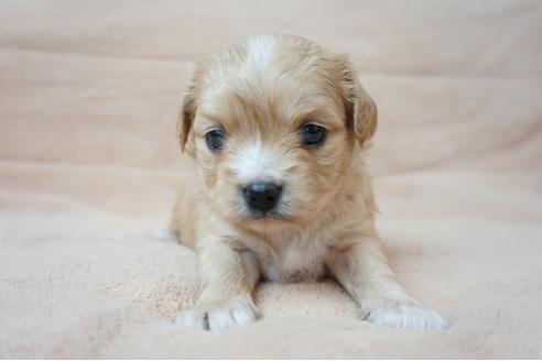 成約済の奈良県のミックス犬-61101の4枚目