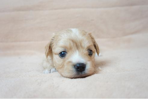 成約済の奈良県のミックス犬-61101の3枚目