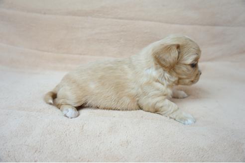成約済の奈良県のミックス犬-61101の2枚目