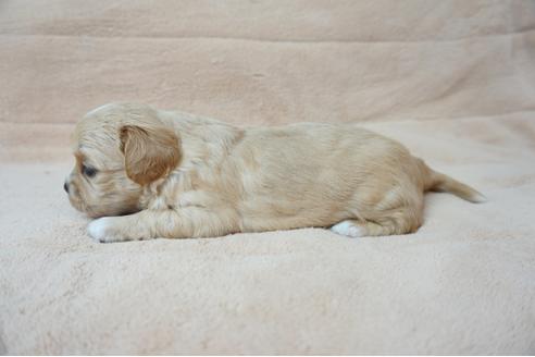 成約済の奈良県のミックス犬-61101の1枚目