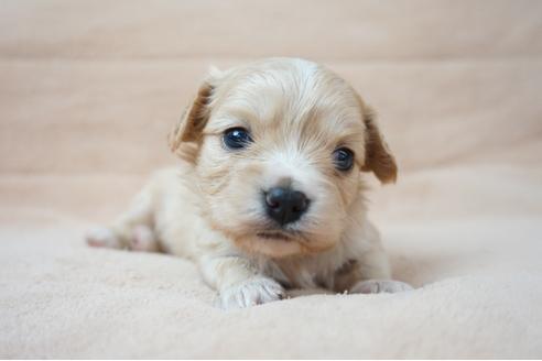 成約済の奈良県のミックス犬-61103の5枚目