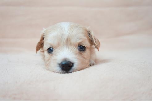 成約済の奈良県のミックス犬-61103の4枚目