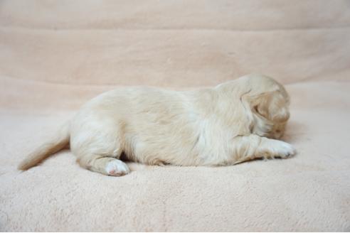 成約済の奈良県のミックス犬-61103の3枚目