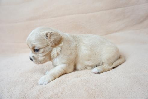 成約済の奈良県のミックス犬-61103の2枚目