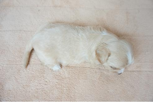 成約済の奈良県のミックス犬-61103の1枚目
