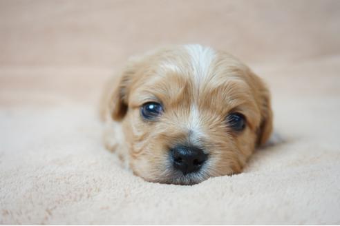 成約済の奈良県のミックス犬-61105の5枚目