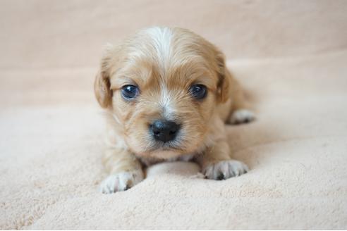 成約済の奈良県のミックス犬-61105の4枚目