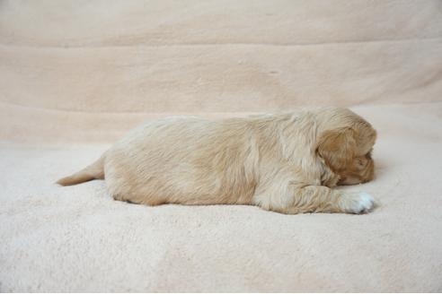 成約済の奈良県のミックス犬-61105の3枚目