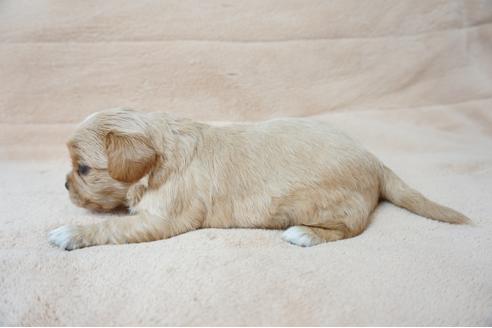 成約済の奈良県のミックス犬-61105の2枚目