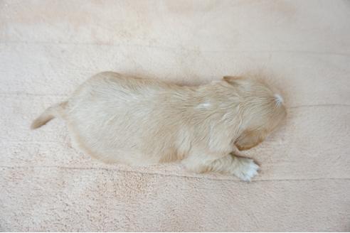 成約済の奈良県のミックス犬-61105の1枚目