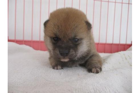 成約済の岡山県の豆柴-61106