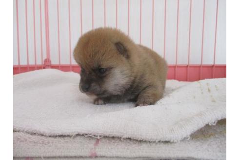 成約済の岡山県の豆柴-61106の2枚目