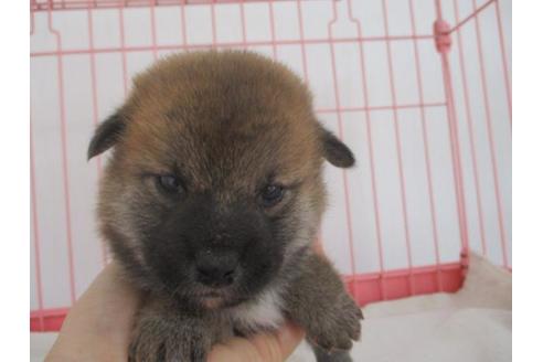 成約済の岡山県の柴犬-61107の2枚目