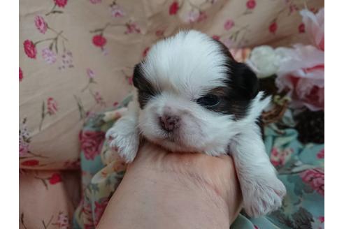 成約済の北海道のシーズー-61122