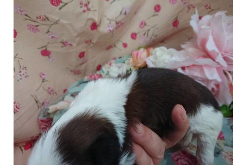 成約済の北海道のシーズー-61122の2枚目