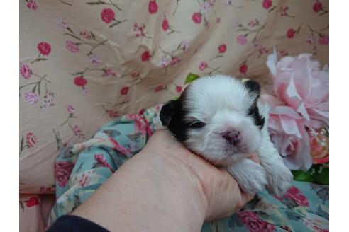 成約済の北海道のシーズー-61125の1枚目