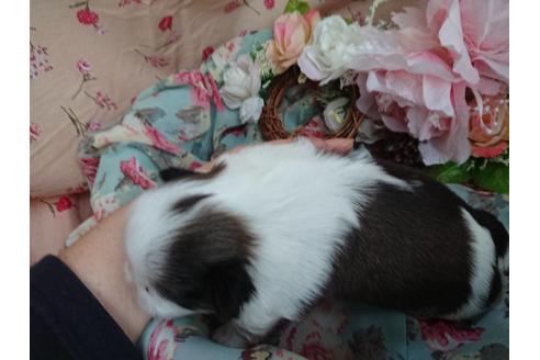 成約済の北海道のシーズー-61125の2枚目