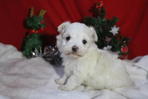 成約済の京都府のマルチーズ-61128