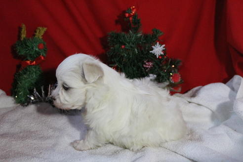 成約済の京都府のマルチーズ-61128の3枚目