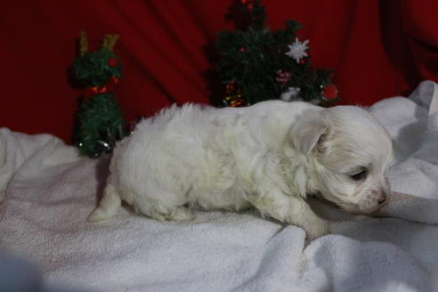 成約済の京都府のマルチーズ-61128の2枚目