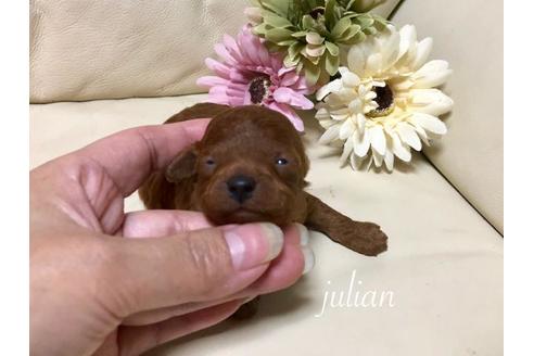 成約済の大阪府のトイプードル-61129の3枚目