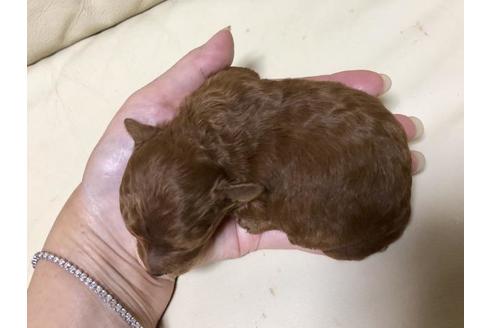 成約済の大阪府のトイプードル-61129の2枚目