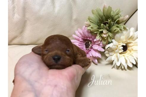 成約済の大阪府のトイプードル-61129の1枚目