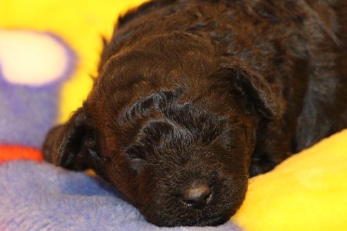 成約済の愛知県のトイプードル-60556の28枚目