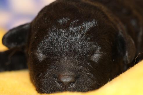 成約済の愛知県のトイプードル-60556の27枚目